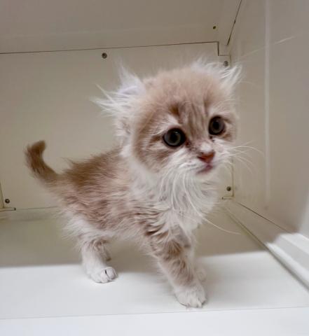 アメリカンカール