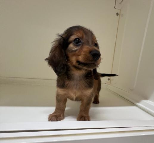 ミニチュアダックスフンド