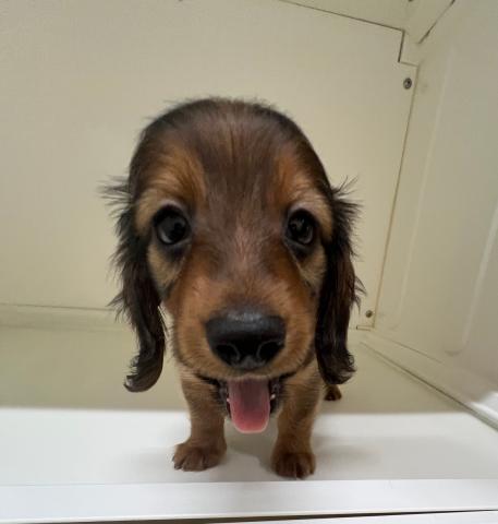 ミニチュアダックスフンド