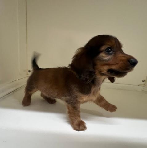 ミニチュアダックスフンド