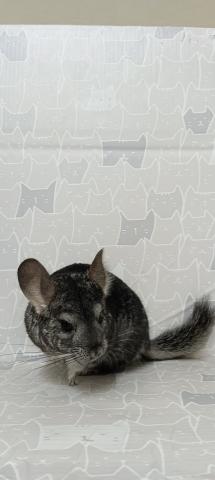 チンチラ