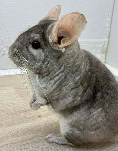 チンチラ
