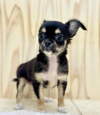 チワワ（ロングコート）