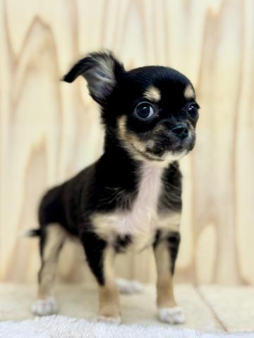 チワワ（ロングコート）