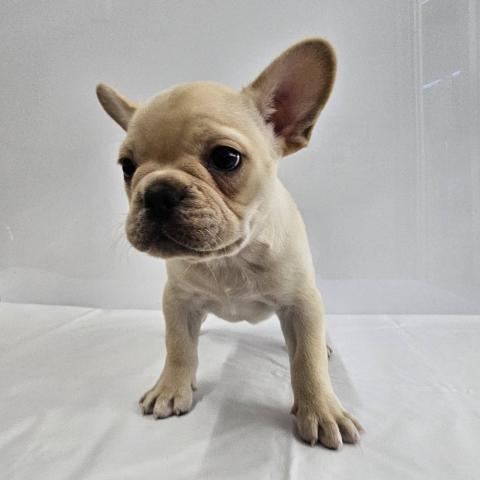 フレンチブルドッグ