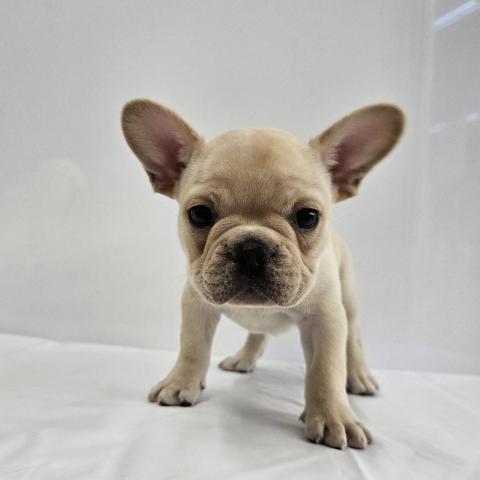 フレンチブルドッグ