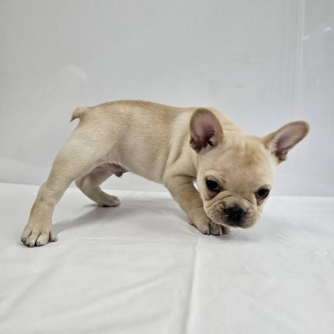 フレンチブルドッグ