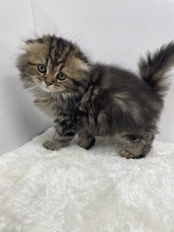 スコティッシュフォールド