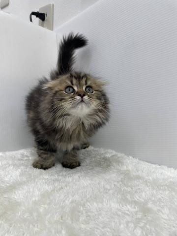 スコティッシュフォールド