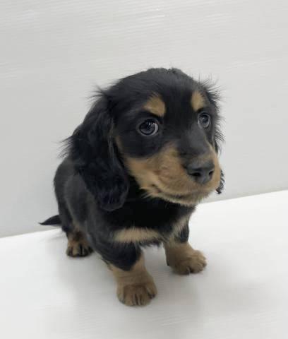 ミニチュアダックスフンド