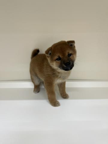 三重県の柴犬(標準サイズ) (ペットアミ 明和店/2026年2月8日生まれ/女の子/赤)の子犬の2枚目の画像