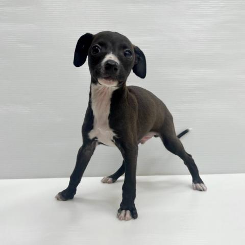 イタリアングレーハウンド