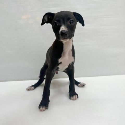 イタリアングレーハウンド