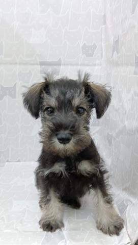 富山県のミニチュアシュナウザー (ペットアミ宮野店/2026年2月7日生まれ/男の子/ソルトペッパー)の子犬の2枚目の画像