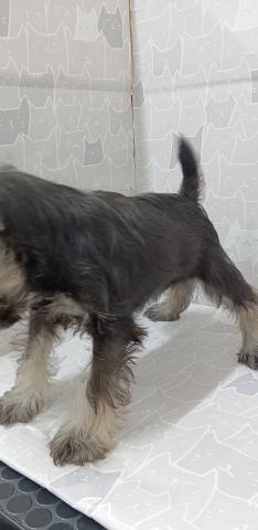 富山県のミニチュアシュナウザー (ペットアミ宮野店/2026年2月7日生まれ/男の子/ソルトペッパー)の子犬の3枚目の画像