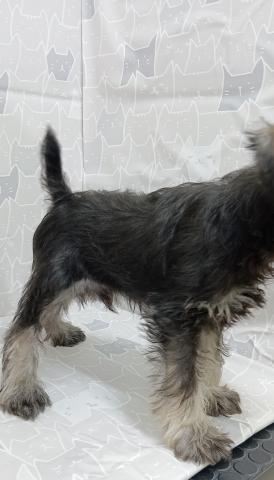 富山県のミニチュアシュナウザー (ペットアミ宮野店/2026年2月7日生まれ/男の子/ソルトペッパー)の子犬の4枚目の画像