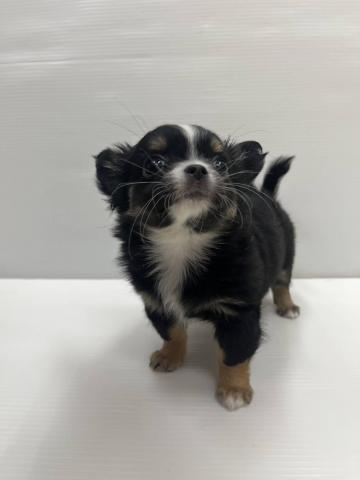 和歌山県のチワワ(ロング) (ペットアミ 紀ノ川店/2026年1月24日生まれ/女の子/ブラックタンホワイト)の子犬の1枚目の画像