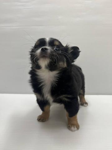 和歌山県のチワワ(ロング) (ペットアミ 紀ノ川店/2026年1月24日生まれ/女の子/ブラックタンホワイト)の子犬の2枚目の画像