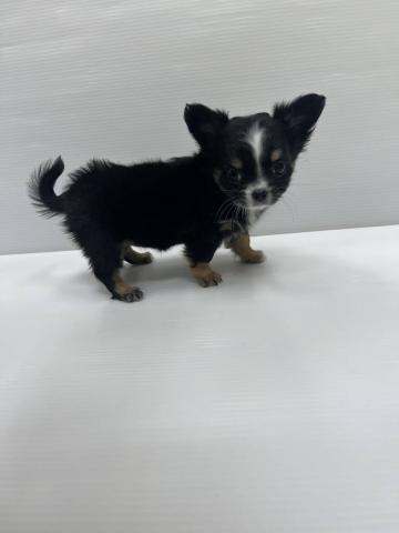 和歌山県のチワワ(ロング) (ペットアミ 紀ノ川店/2026年1月24日生まれ/女の子/ブラックタンホワイト)の子犬の3枚目の画像