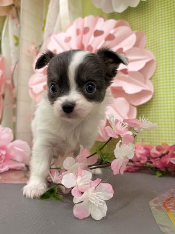 秋田県のチワワ(ロング) (ペットアミ 秋田卸町店/2026年2月12日生まれ/女の子/ホワイトブルータン)の子犬の1枚目の画像