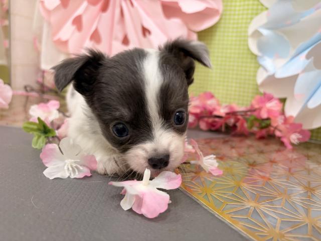 秋田県のチワワ(ロング) (ペットアミ 秋田卸町店/2026年2月12日生まれ/女の子/ホワイトブルータン)の子犬の2枚目の画像