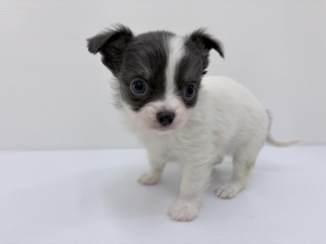 秋田県のチワワ(ロング) (ペットアミ 秋田卸町店/2026年2月12日生まれ/女の子/ホワイトブルータン)の子犬の3枚目の画像