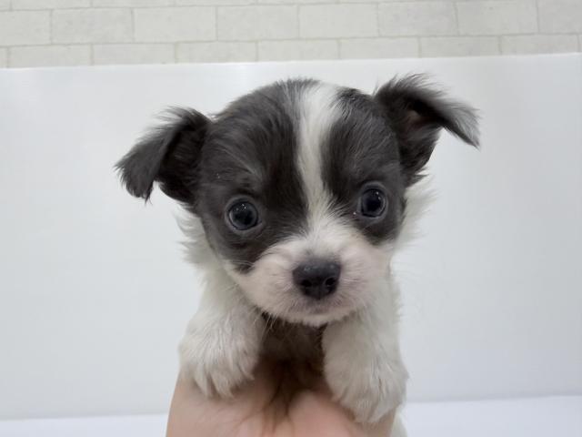 秋田県のチワワ(ロング) (ペットアミ 秋田卸町店/2026年2月12日生まれ/女の子/ホワイトブルータン)の子犬の4枚目の画像