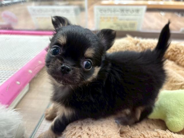 チワワ（ロングコート）