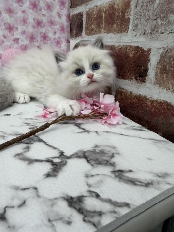 秋田県のラグドール (ペットアミ 能代東インター店/2026年1月25日生まれ/男の子/ブルーポイントバイカラー)の子猫の1枚目の画像