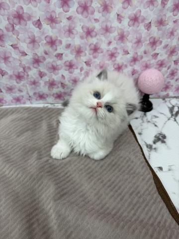 秋田県のラグドール (ペットアミ 能代東インター店/2026年1月25日生まれ/男の子/ブルーポイントバイカラー)の子猫の3枚目の画像