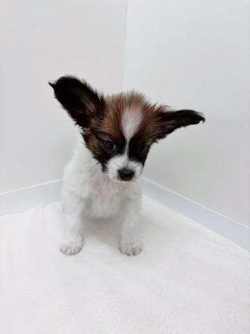 広島県のパピヨン (ペットアミ 大竹店/2026年1月2日生まれ/男の子/ブラックホワイト)の子犬の2枚目の画像
