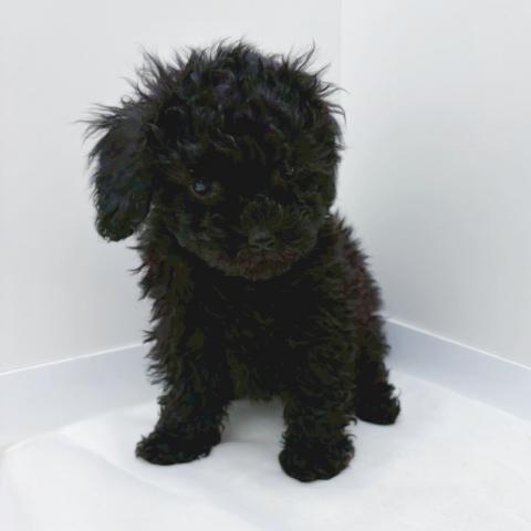 広島県のトイプードル(トイ) (ペットアミ 大竹店/2026年1月2日生まれ/男の子/ブラック)の子犬の3枚目の画像