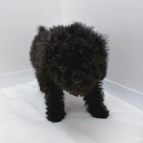 広島県のトイプードル(トイ) (ペットアミ 大竹店/2026年1月2日生まれ/男の子/ブラック)の子犬の4枚目の画像