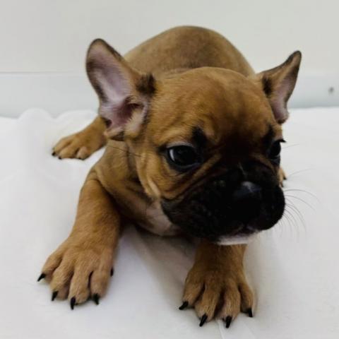 広島県のフレンチブルドッグ (ペットアミ 大竹店/2025年12月28日生まれ/男の子/フォーンホワイト)の子犬の4枚目の画像