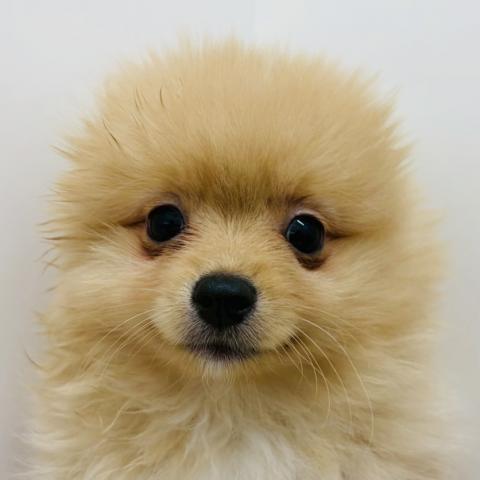 広島県のポメラニアン (ペットアミ 大竹店/2025年12月27日生まれ/男の子/オレンジ)の子犬の1枚目の画像