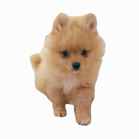 広島県のポメラニアン (ペットアミ 大竹店/2025年12月27日生まれ/男の子/オレンジ)の子犬の4枚目の画像