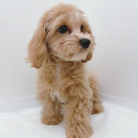 広島県のマルプー(マルチーズ×プードル) (ペットアミ 大竹店/2025年11月17日生まれ/男の子/アプリコット)の子犬の4枚目の画像