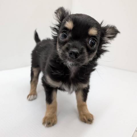 チワワ（ロングコート）子犬