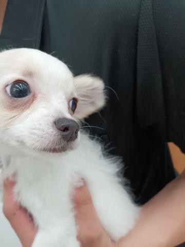 チワワ（ロングコート）