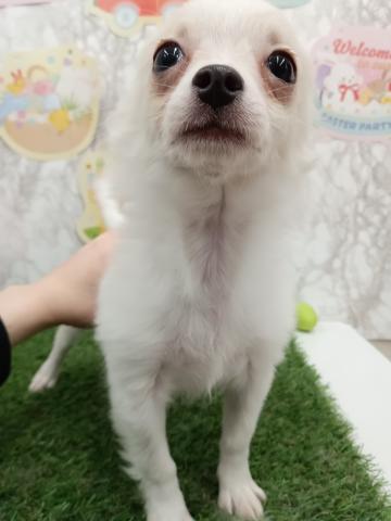 チワワ（ロングコート）