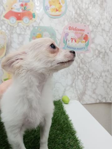 チワワ（ロングコート）