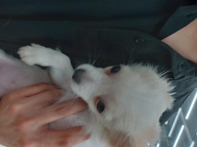 チワワ（ロングコート）