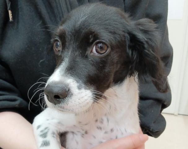 ブリタニースパニエル