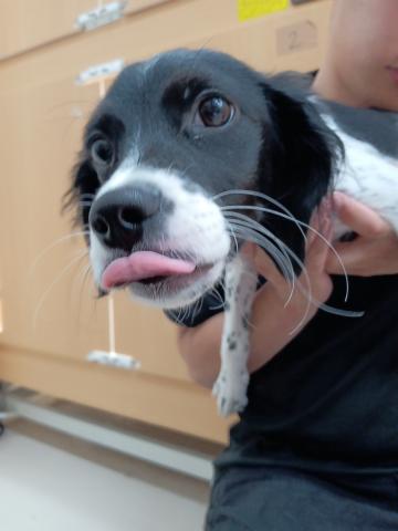 ブリタニースパニエル