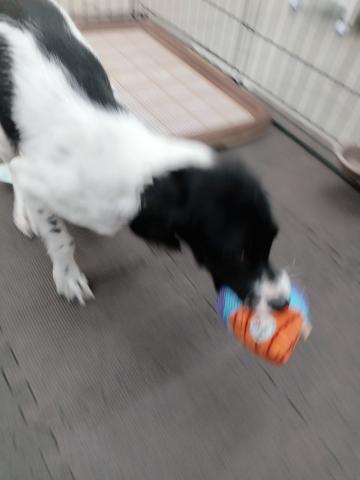 ブリタニースパニエル