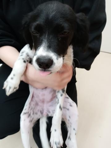 ブリタニースパニエル