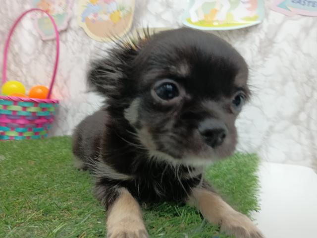 チワワ（ロングコート）