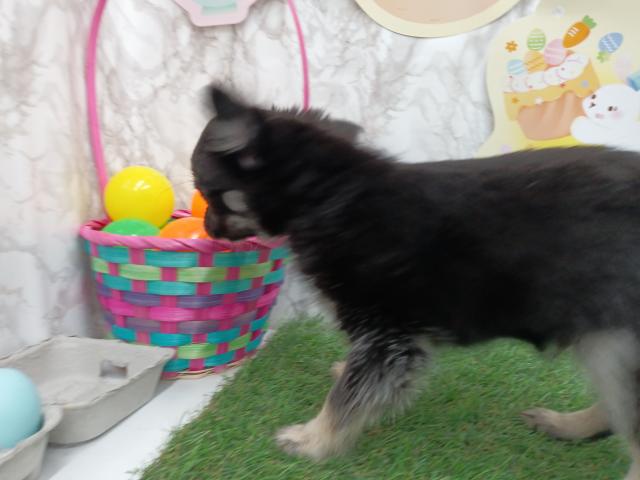 チワワ（ロングコート）