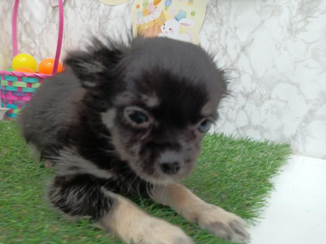 チワワ（ロングコート）