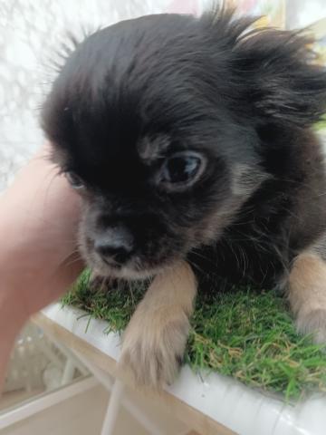 チワワ（ロングコート）